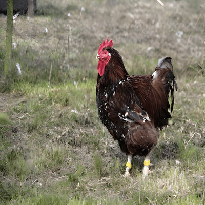 Jubilee Orpington Chicken, a dual-purpose breed known for its striking mahogany, black, and white plumage, gentle nature, and large light brown eggs.