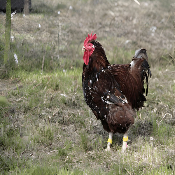 Jubilee Orpington Chicken, a dual-purpose breed known for its striking mahogany, black, and white plumage, gentle nature, and large light brown eggs.