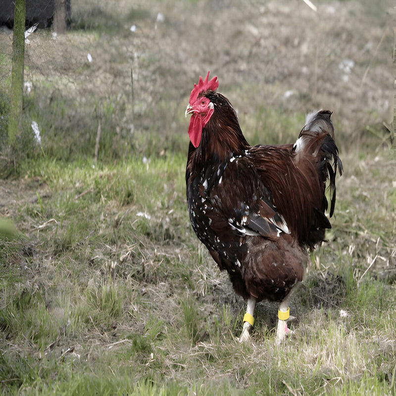 Jubilee Orpington Chicken, a dual-purpose breed known for its striking mahogany, black, and white plumage, gentle nature, and large light brown eggs.