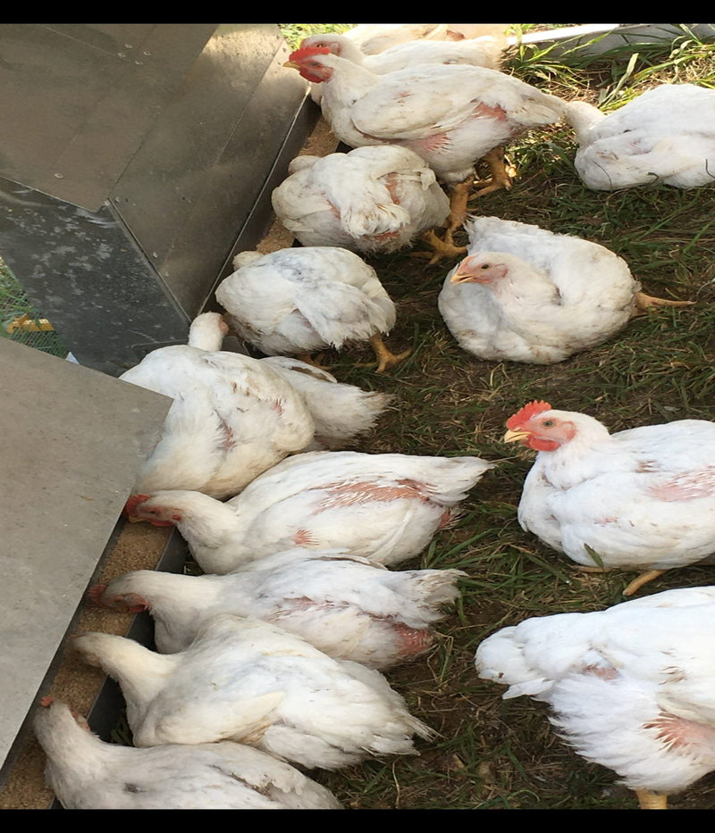 Jumbo Cornish Cross Chicken