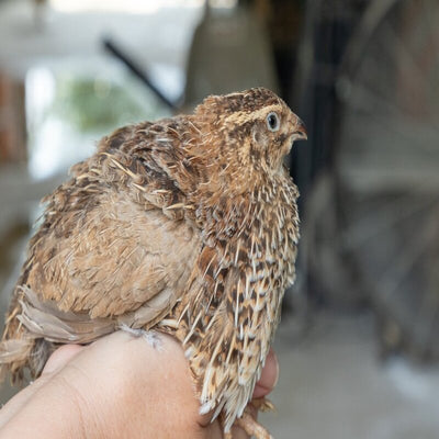 Jumbo Egyptian Quail Hatching Eggs
