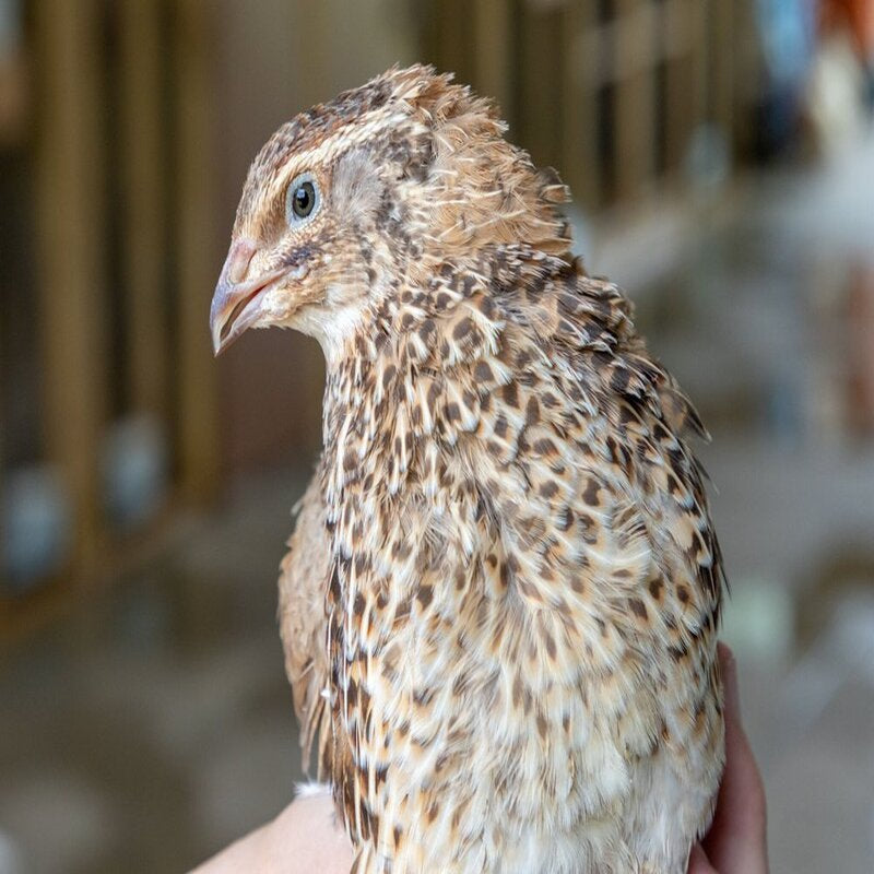 Jumbo Egyptian Quail Hatching Eggs