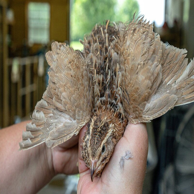 Jumbo Egyptian Quail Hatching Eggs