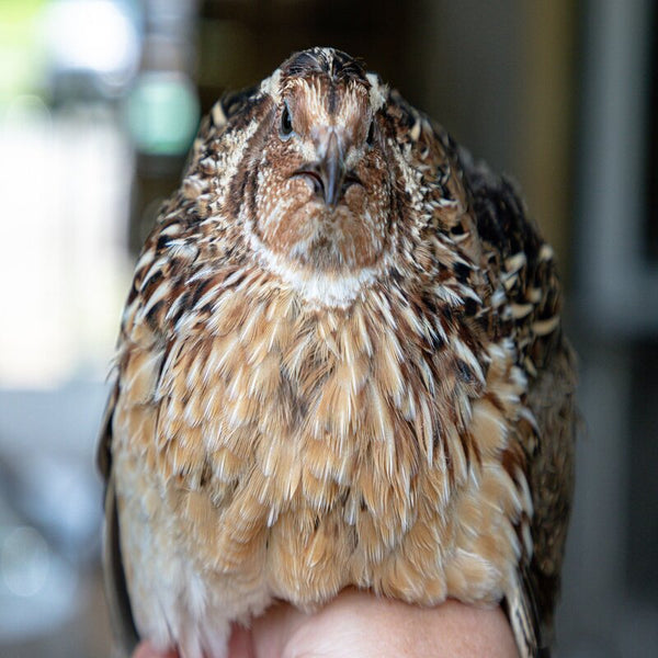 Jumbo Pharaoh Coturnix Quail Hatching Eggs