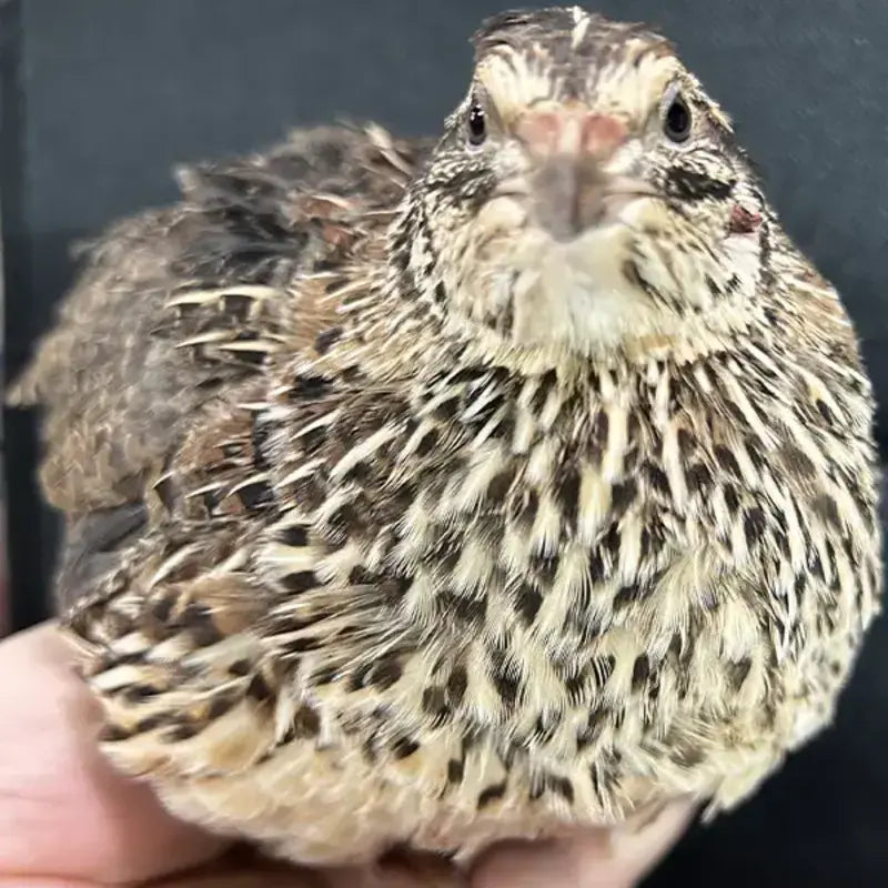 Jumbo Pharaoh Coturnix Quail Hatching Eggs
