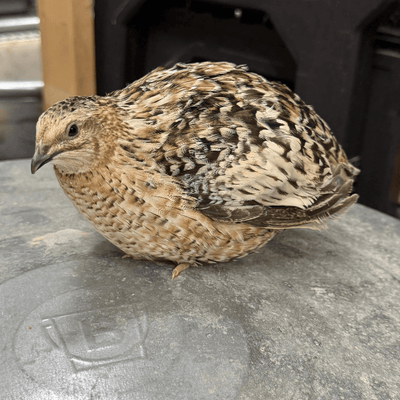 Jumbo Egyptian Coturnix Quail Hatching Eggs