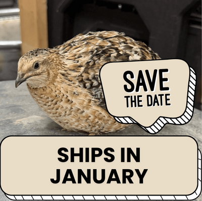 Jumbo Egyptian Quail Hatching Eggs