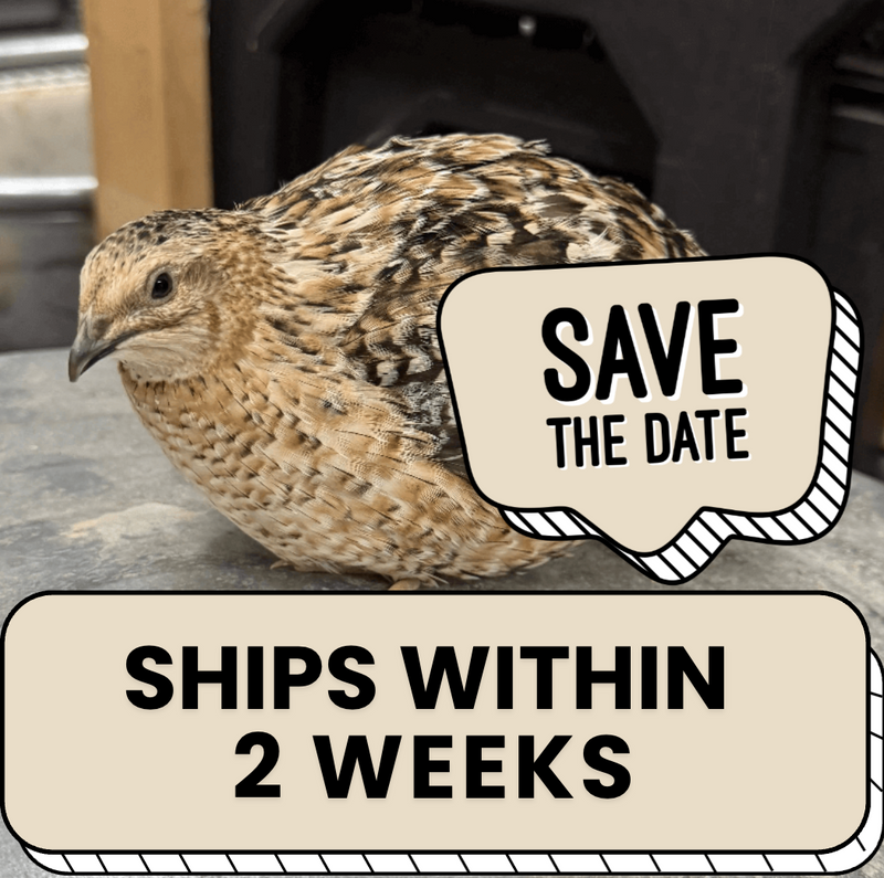 Jumbo Egyptian Quail Hatching Eggs