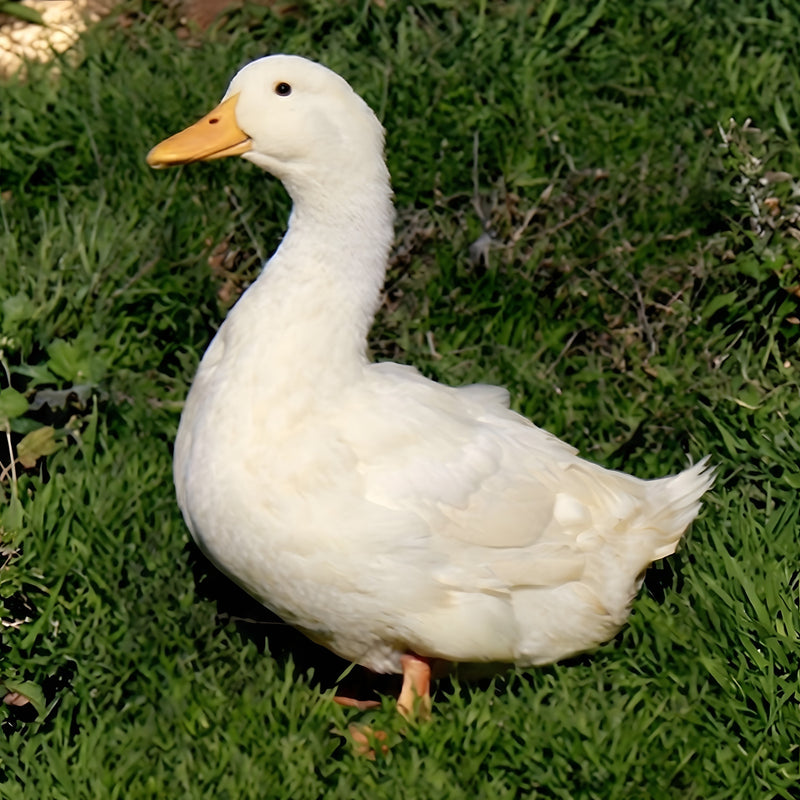Profile view of Jumbo Peking duck showing bright yellow bill and alert eye for breed identification in hatching egg orders