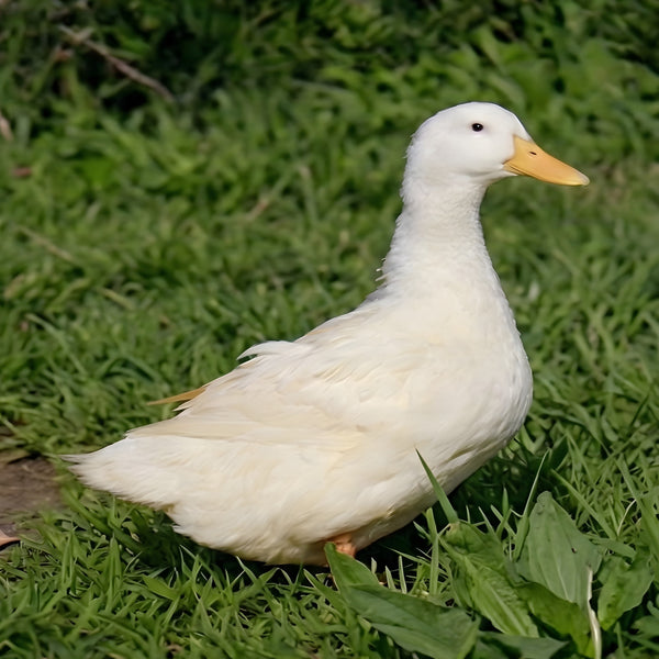 Resting Jumbo Peking duck in lush grass showing calm temperament buyers can expect from hatching egg incubation