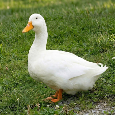 Jumbo Peking duck hatching eggs product image showing pure white adult duck with orange bill representing heritage waterfowl breeding stock
