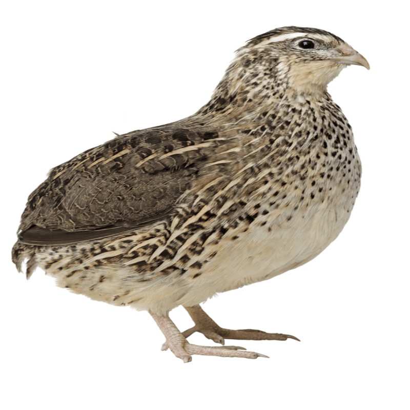 Jumbo Pharaoh Coturnix Quail Hatching Eggs