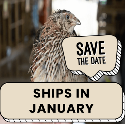 Jumbo Pharaoh Coturnix Quail Hatching Eggs