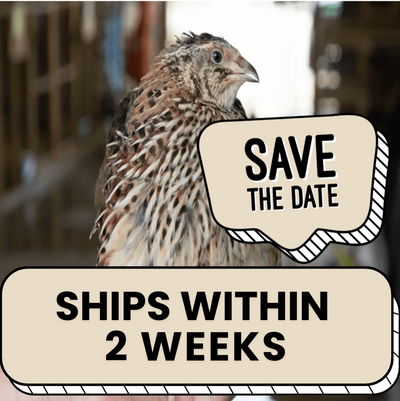 Jumbo Pharaoh Coturnix Quail Hatching Eggs