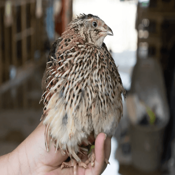 Jumbo_Pharaoh_Coturnix_Quail_H