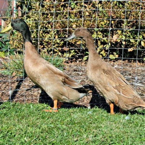 Khaki Campbell Duck featuring a robust build, green bill, and excellent foraging skills, ideal for backyard flocks and pest control.