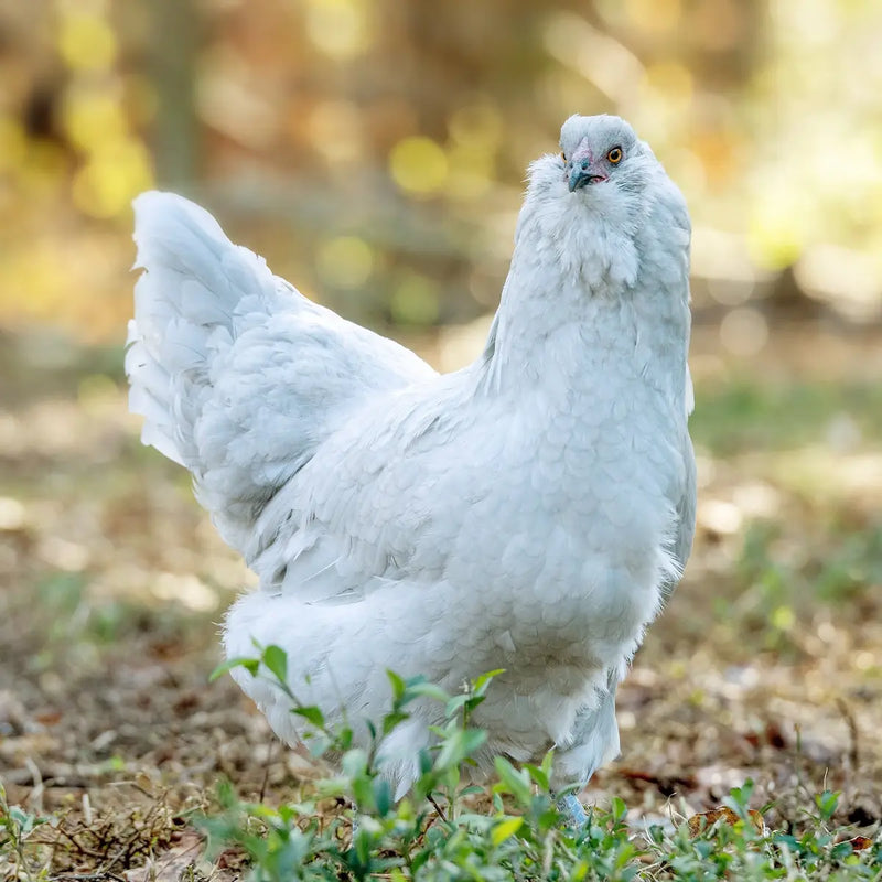 Lavender Ameraucana Chicken, known for its stunning lavender plumage and blue egg-laying abilities.