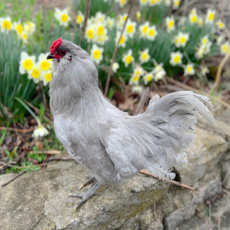 Lavender Ameraucana, featuring a pea comb, fluffy cheeks, and a friendly yet active temperament.