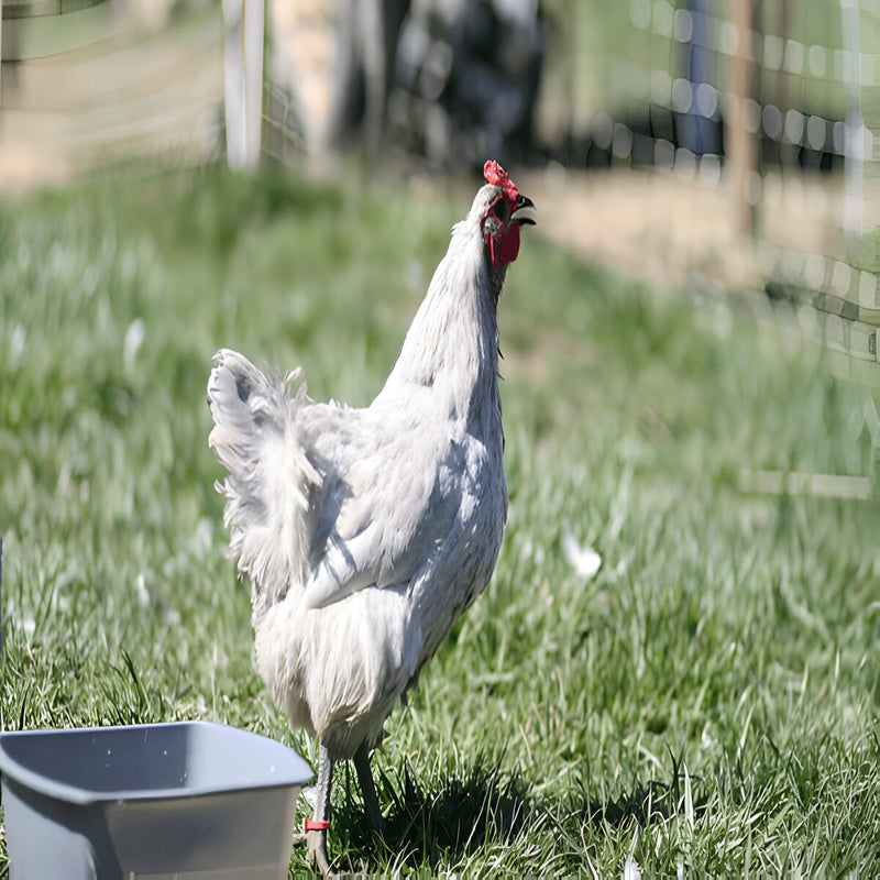 Lavender Orpington Chicken, a large, friendly breed with silvery-blue feathers, known for its calm nature and moderate egg production.