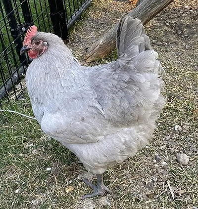 Lavender Orpington Chicken - rare, fluffy breed with silvery-blue plumage, laying 200+ large brown eggs annually.