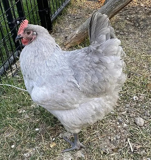 Lavender Orpington Chicken - rare, fluffy breed with silvery-blue plumage, laying 200+ large brown eggs annually.