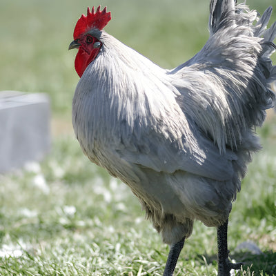 Lavender Orpington Chicken, a large, friendly breed with silvery-blue feathers, known for its calm nature and moderate egg production of light brown eggs.