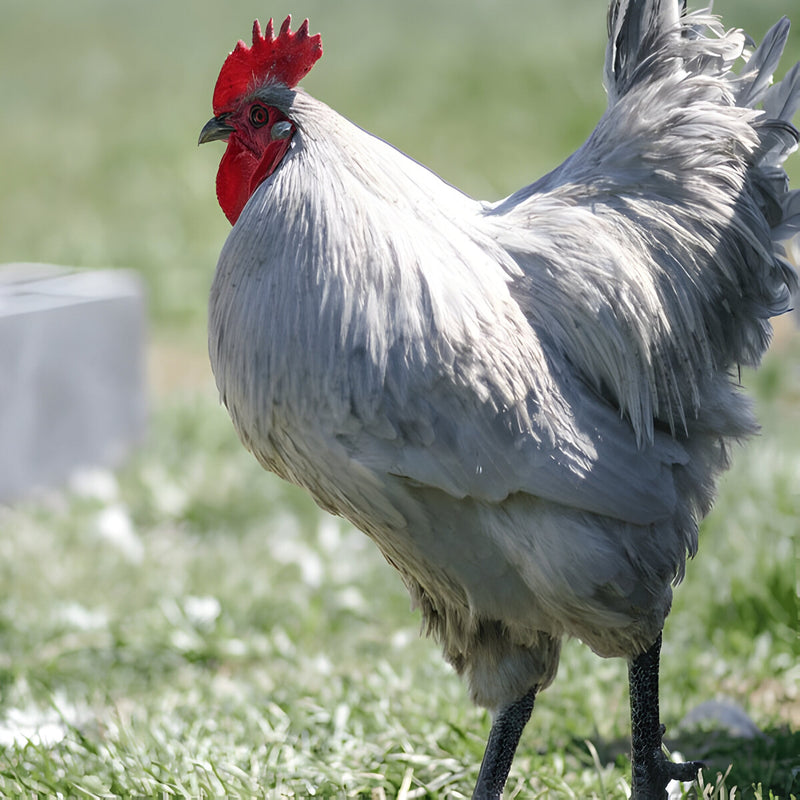 Lavender Orpington Chicken, a large, friendly breed with silvery-blue feathers, known for its calm nature and moderate egg production of light brown eggs.
