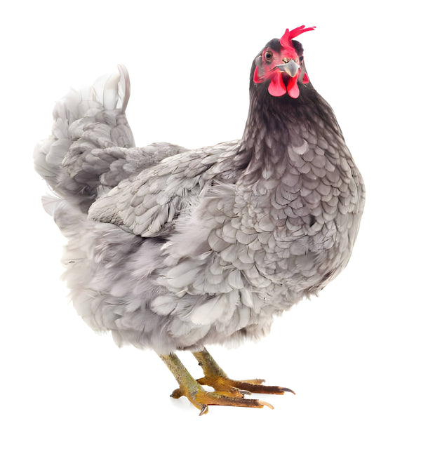 Lavender Orpington chicken with soft gray plumage and fluffy feathers, a gentle heritage breed perfect for backyard flocks
