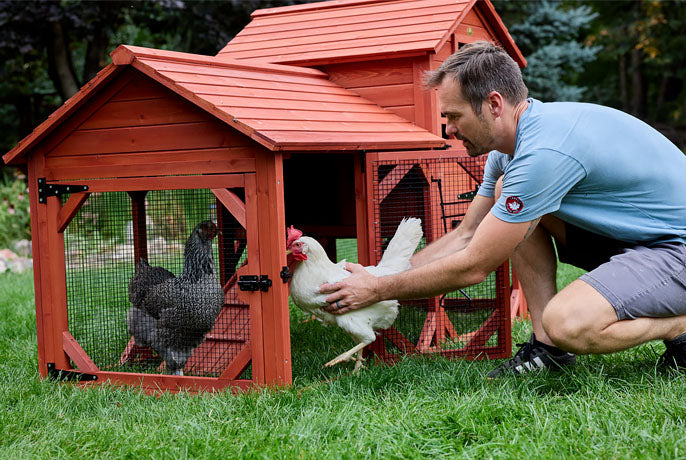 Placing a White Leghorn hen into the secure red wooden run of a Leghorn Carousel coop; featuring a Barred Rock hen inside.