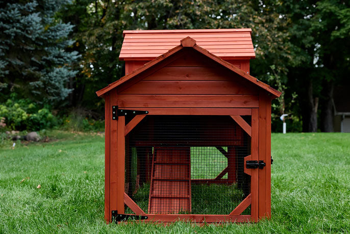 Blue Sumatra Rooster: A rare, exotic ornamental chicken with slate-blue plumage, a pheasant-like tail, and a dark gypsy face.