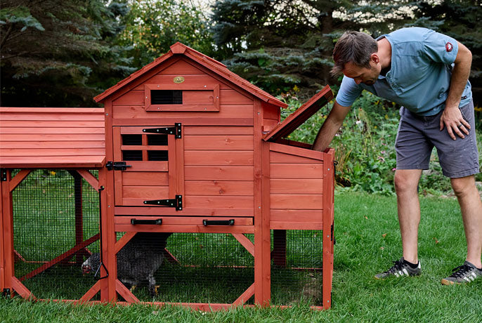 Collecting eggs from the side-access nesting box of a Leghorn Carousel coop; shows scale and ease of access for owners.
