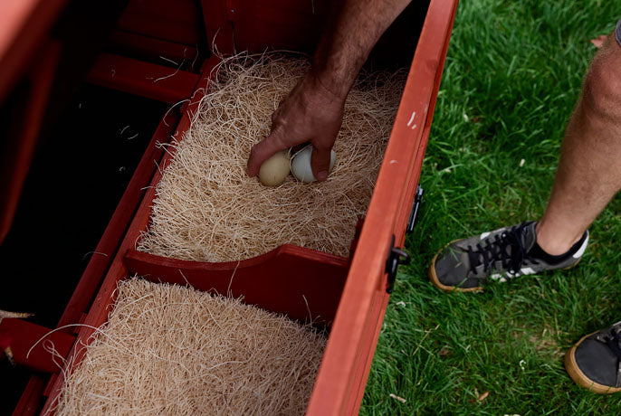 Easy-access red wooden nesting box with two compartments and fresh bedding for collecting backyard chicken eggs.