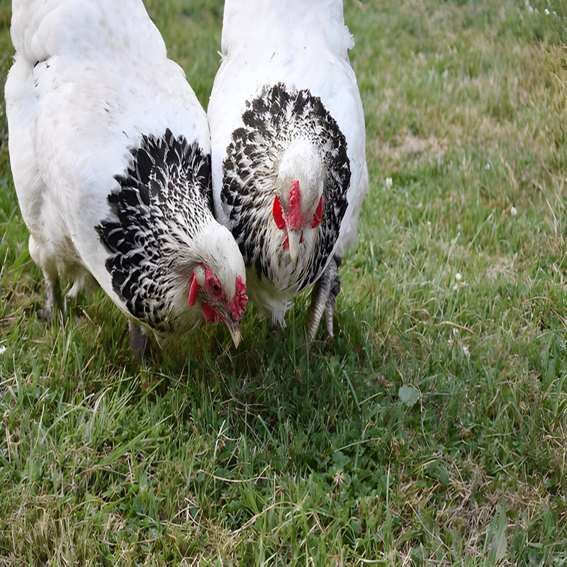Light Brahma chicken with white feathers, black laced neck and tail, and feathered legs