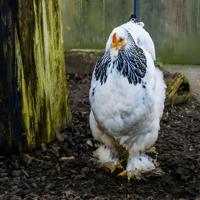 Fluffy Light Brahma chicken, cold-hardy and friendly bird ideal for backyard flocks
