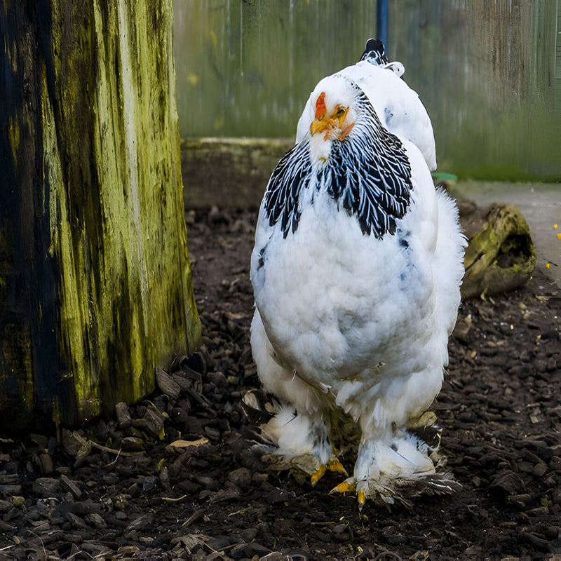 Fluffy Light Brahma chicken, cold-hardy and friendly bird ideal for backyard flocks