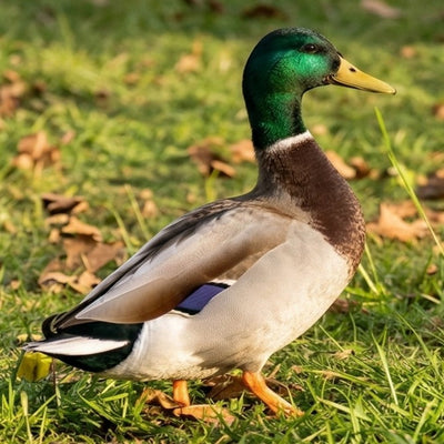 Male Mallard drake in full breeding plumage with iridescent green head and white neck ring for wild waterfowl hatching egg orders