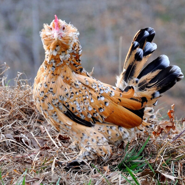 Mille Fleur d'Uccle Bantams are known for their unique feather pattern, which resembles a thousand flowers (hence the name "Mille Fleur"). They have booted legs, beards, muffs, and a single comb. The plumage features shades of gray, black, and brown with distinctive white spangles