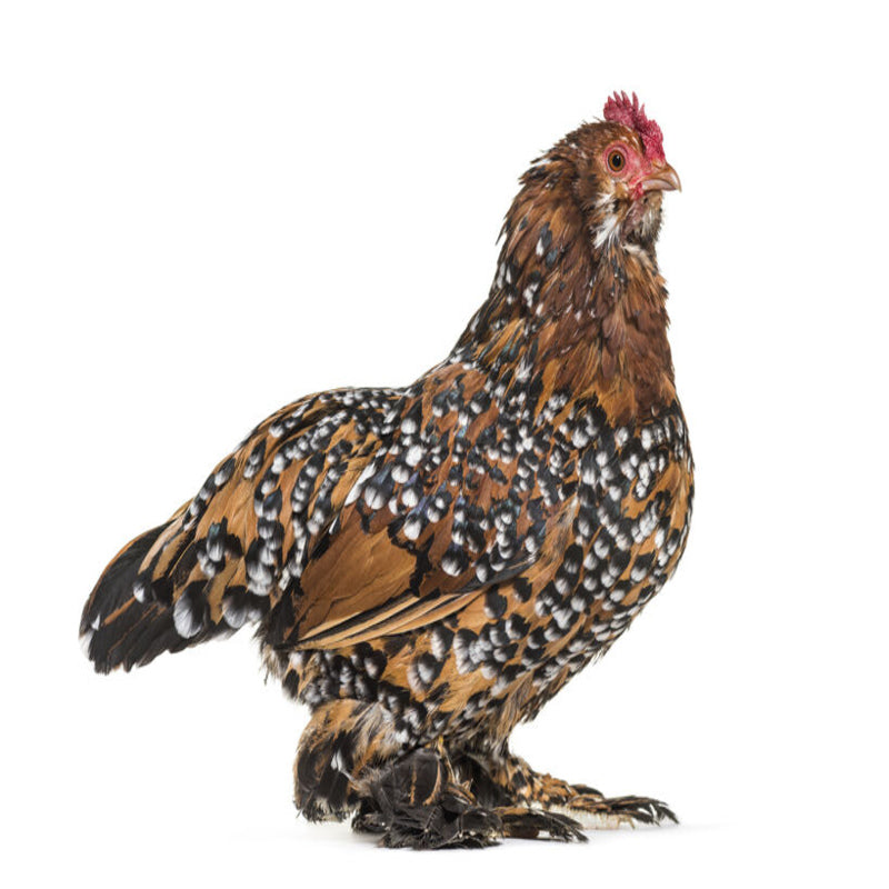 Mille Fleur d'Uccles are known for their unique feather pattern resembling a thousand flowers, with shades of brown, black, silver, and white. They have beards, muffs, and heavily feathered legs and feet, giving them a distinctive "duck-footed" walk