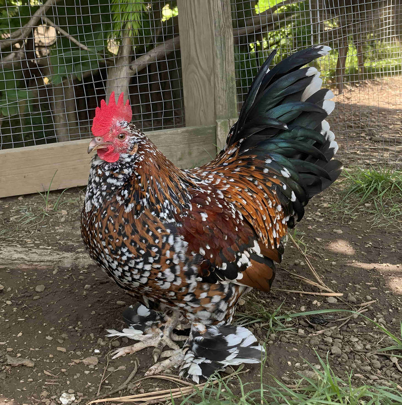 Mille Fleur d’Uccles Bantam