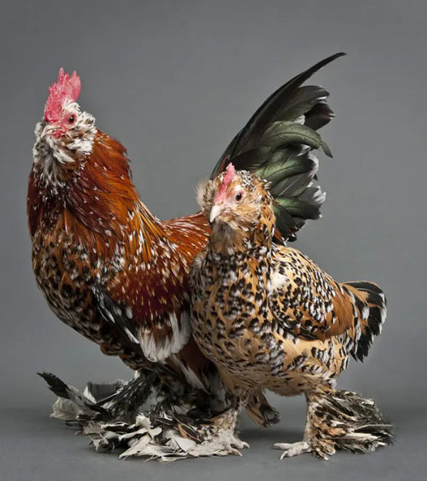 Purebred Mille Fleur d'Uccle Bantam hen, Belgian bantam breed with striking feather pattern