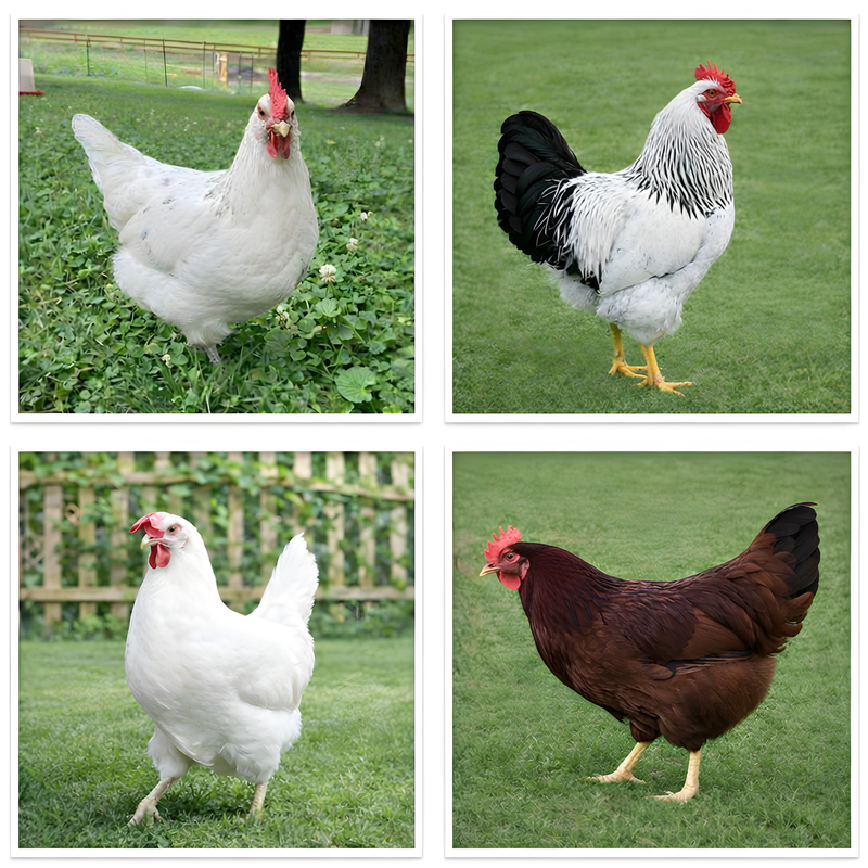 Collage of four chickens showing white Leghorns and brown New Hampshires representing mixed breed hatching egg variety
