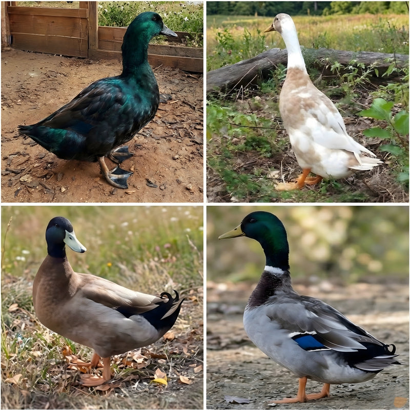 Mixed duck hatching eggs collage showing four breed varieties including Mallard Cayuga Buff and Appleyard for diverse waterfowl flock orders