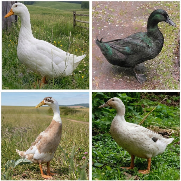 Mixed duck hatching eggs collage showing four domestic breeds including Pekin Cayuga Buff and Welsh Harlequin for homestead egg and meat production