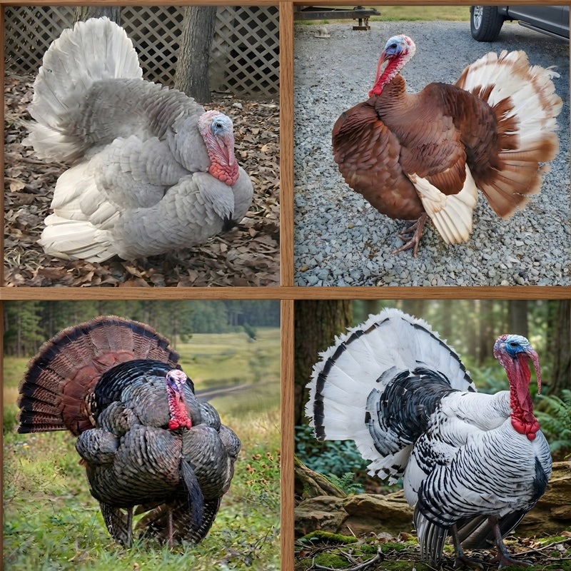 Mixed turkey hatching eggs collage showing four color varieties including bronze Bourbon Red Royal Palm and Slate for diverse flock breeding stock