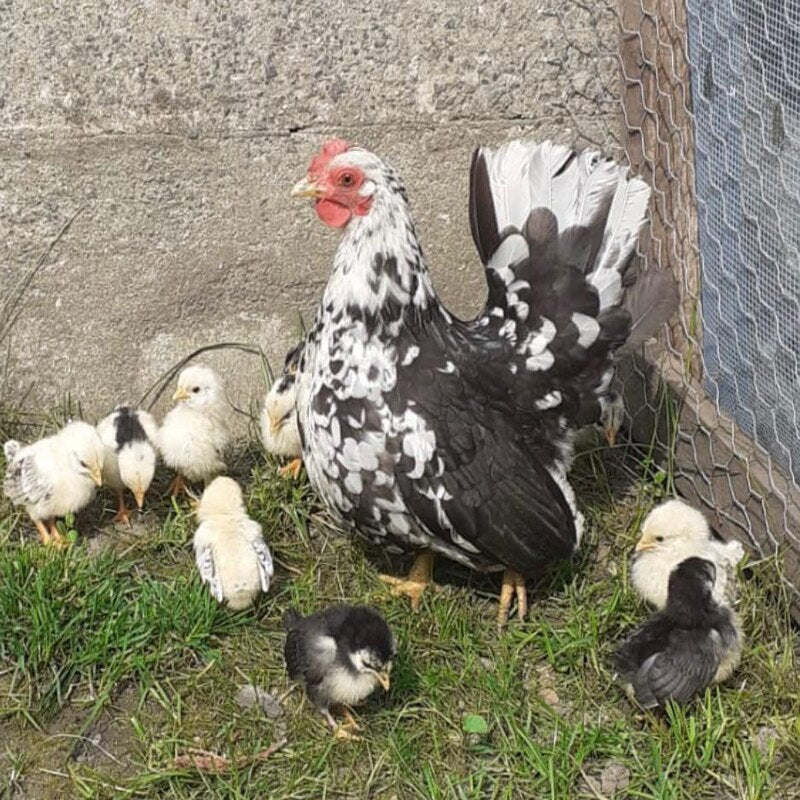  Mottled Japanese Bantam featuring a compact build, weighing 22 oz for hens and 26 oz for roosters, prized for its active nature, fair egg-laying abilities, and suitability as an ornamental bird due to its unique mottled plumage.
