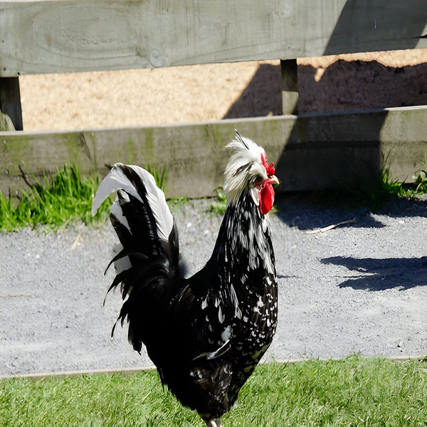 Mottled Houdan, featuring a distinctive crest, beard, and five toes.