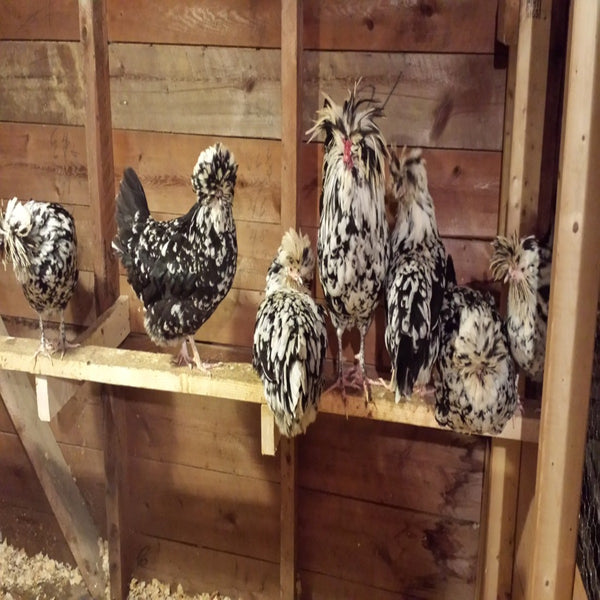 Mottled Houdan Chicken, a unique breed with a large crest and mottled plumage.