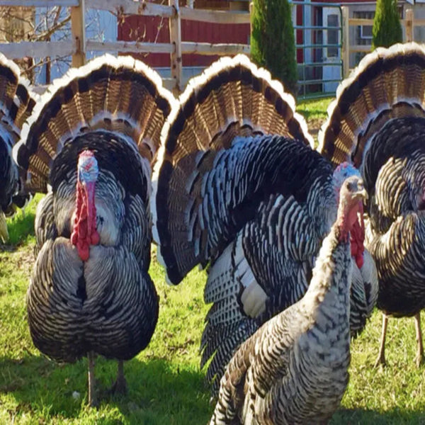 Narragansett Turkey with black, gray, and white barred plumage, heritage American breed