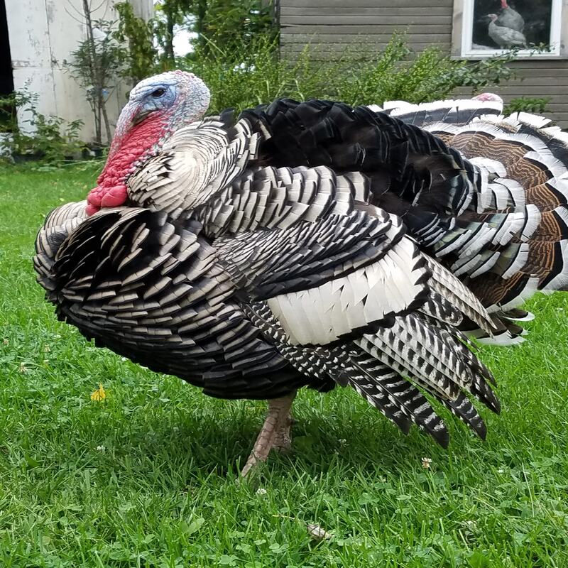 Narragansett Turkey with striking plumage featuring black, gray, tan, and white feathers, known for its calm temperament and excellent foraging abilities.