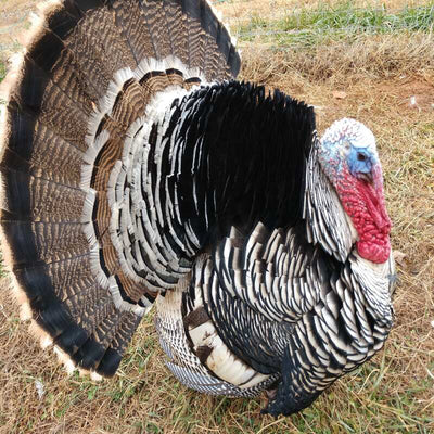 Narragansett Turkey featuring a robust build, horn-colored beak, and black beard, prized for its hardiness, maternal instincts, and superior meat quality.